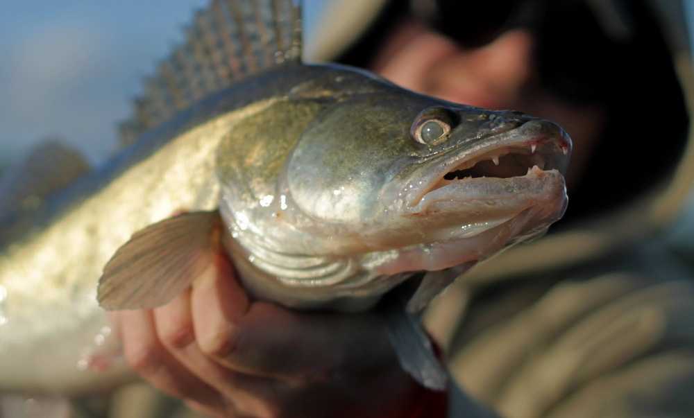 sandacze z warszawskiej wisły